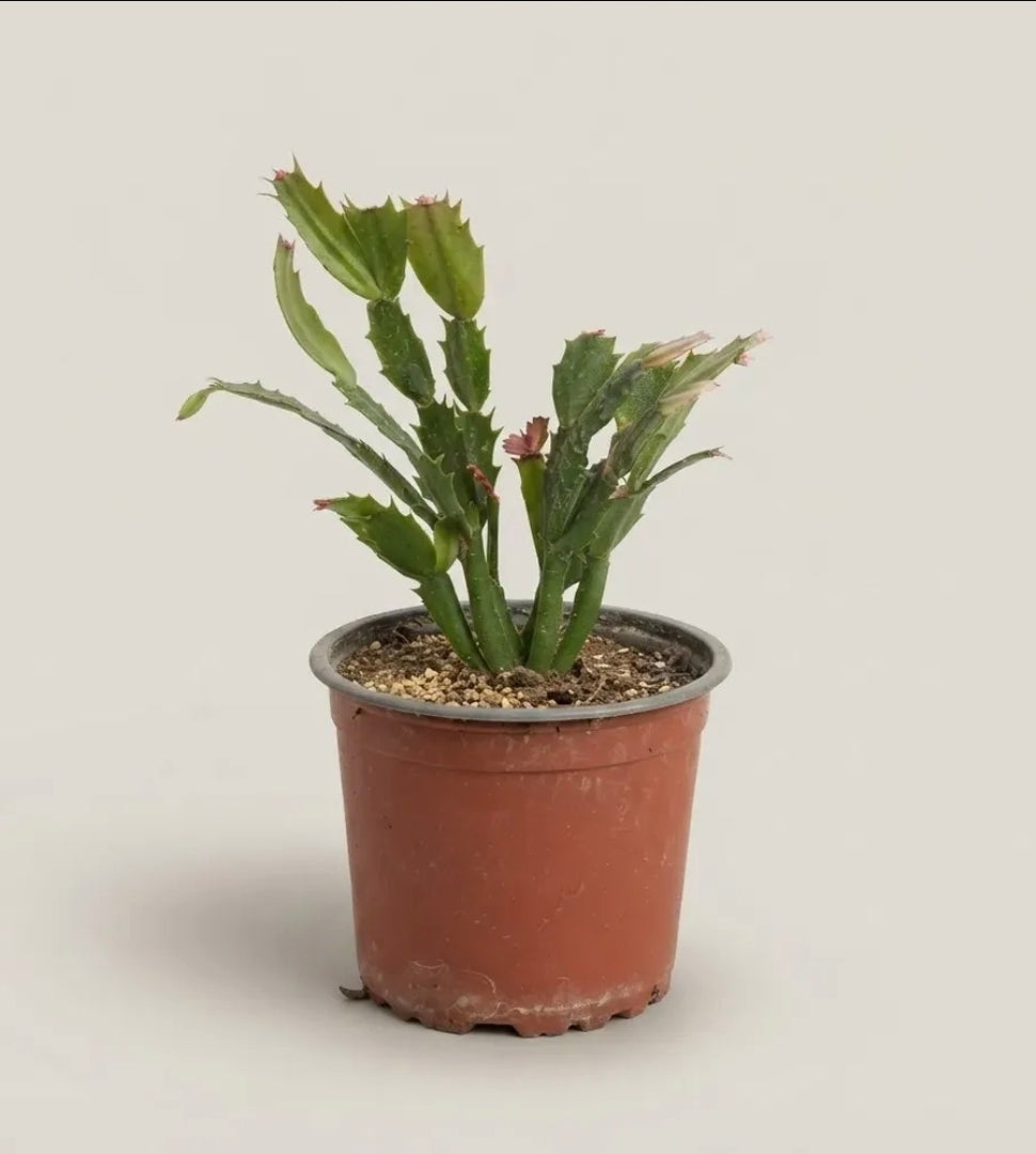 Cactus De Navidad / Patita De Jaiba
