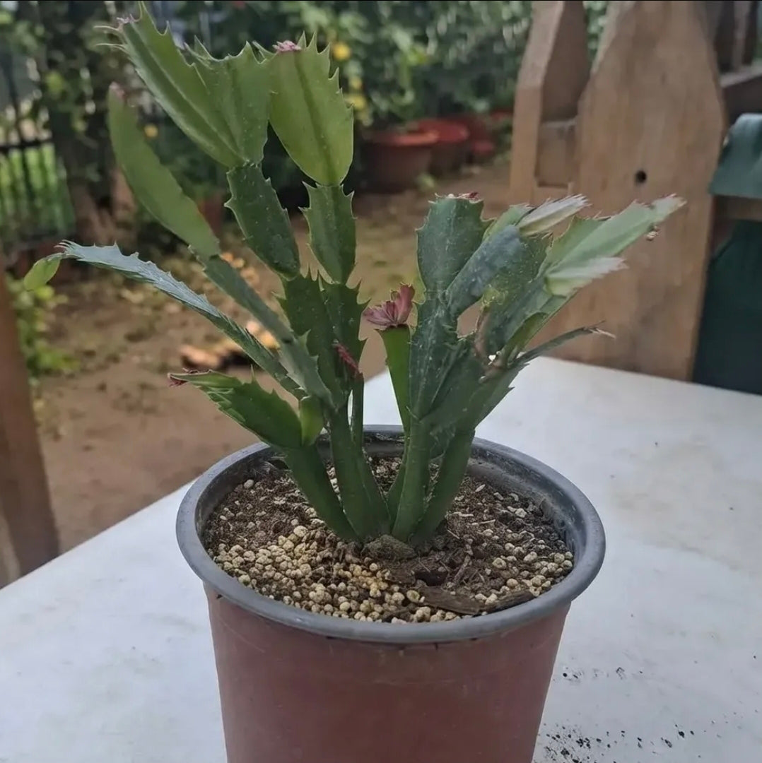 Cactus De Navidad / Patita De Jaiba