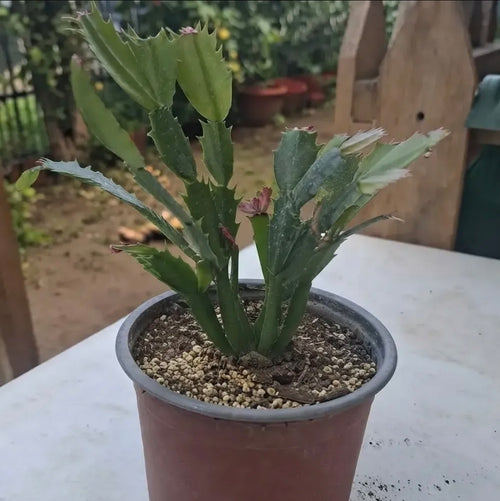Cactus De Navidad / Patita De Jaiba