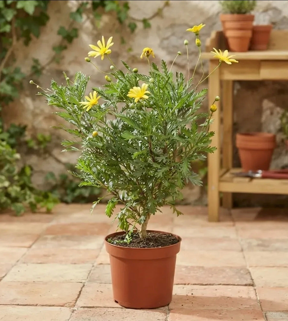 Paquerette Arbusto Ornamental Amarillo