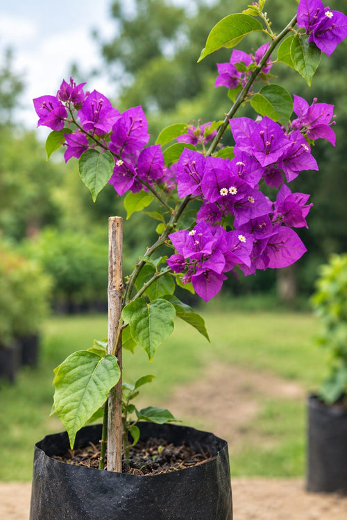 Bugambilia Pequeña Planta Trepadora Violeta
