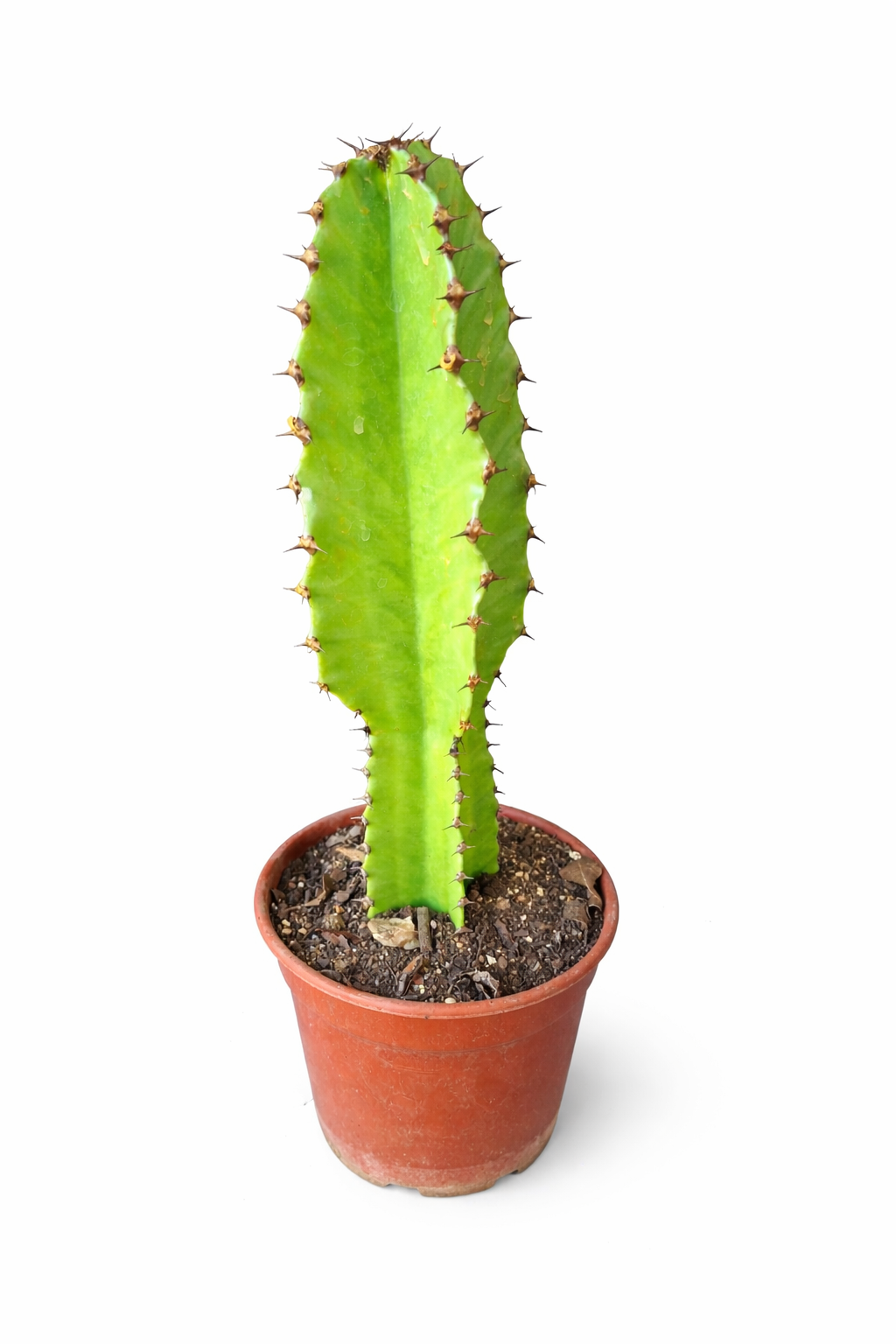 Cactus candelabro