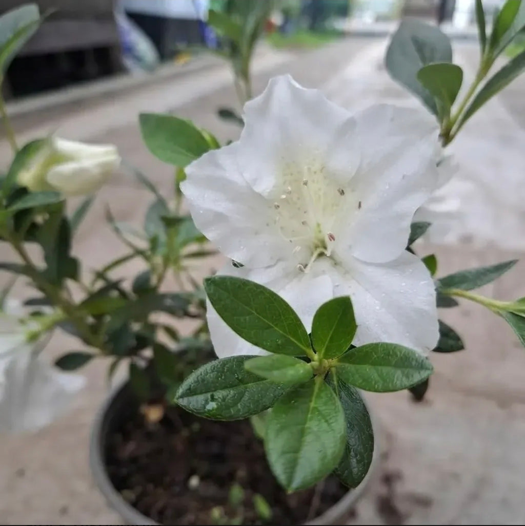 Azalea Pequeña Planta Ornamental