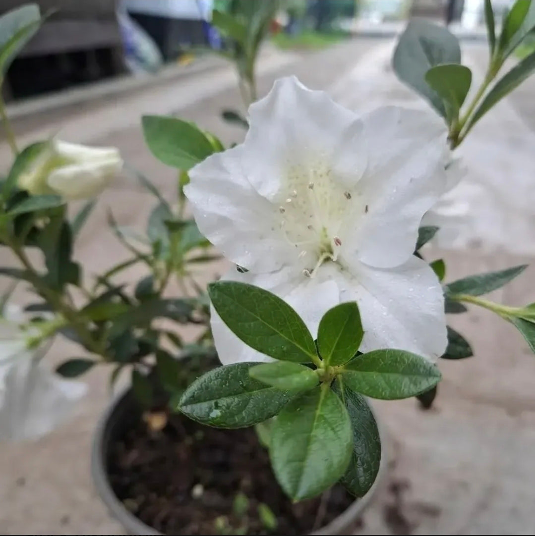 Azalea Pequeña Planta Ornamental