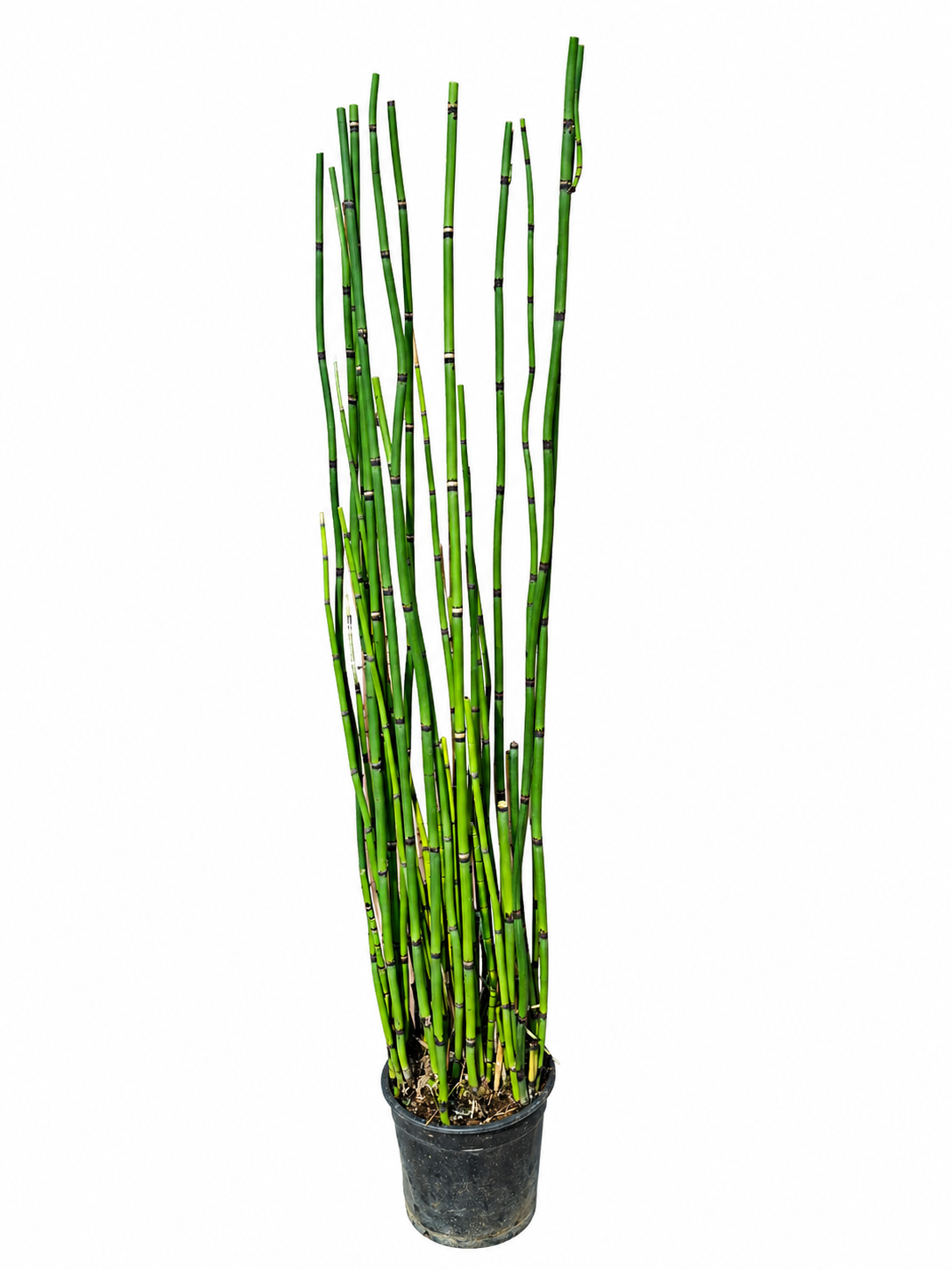 Equisetum/ Cola de caballo