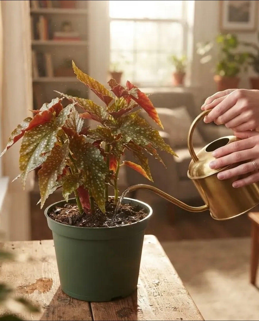 Begonia Alitas De Angel