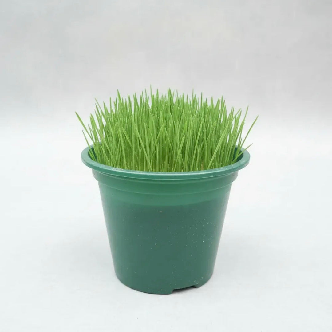 Pasto Para Gatos/ Hierba Gatera Para Mascotas