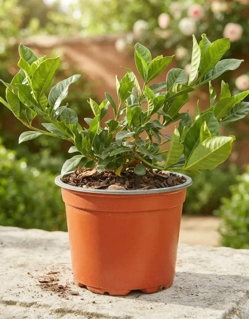 Jazmín Del Cabo/gardenia Grande