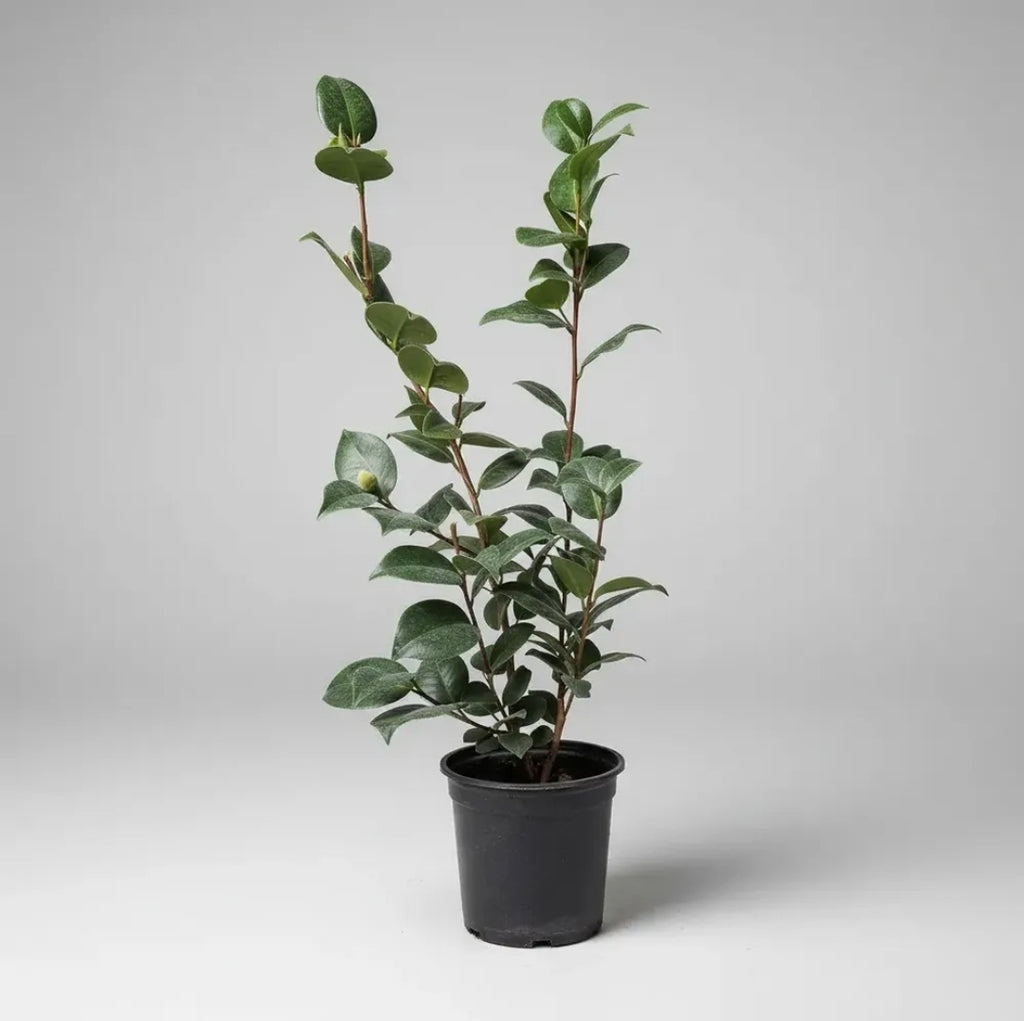 Camelia Pequeña Planta De Floracion Invernal