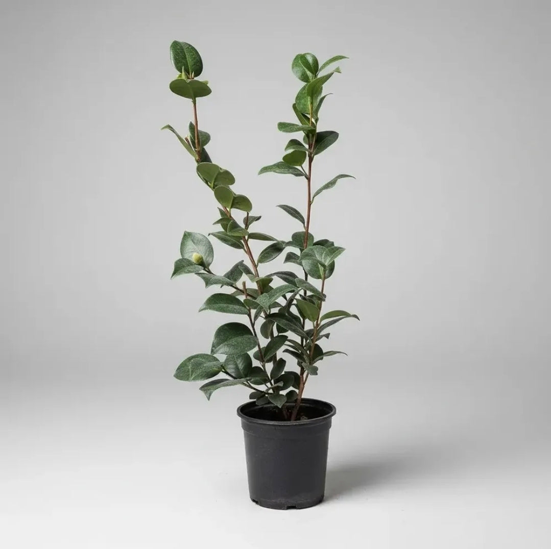 Camelia Pequeña Planta De Floracion Invernal