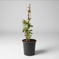 Jazmin Helice Planta Enredadera Blanco