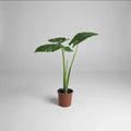 Alocasia Manto De Eva 40cm