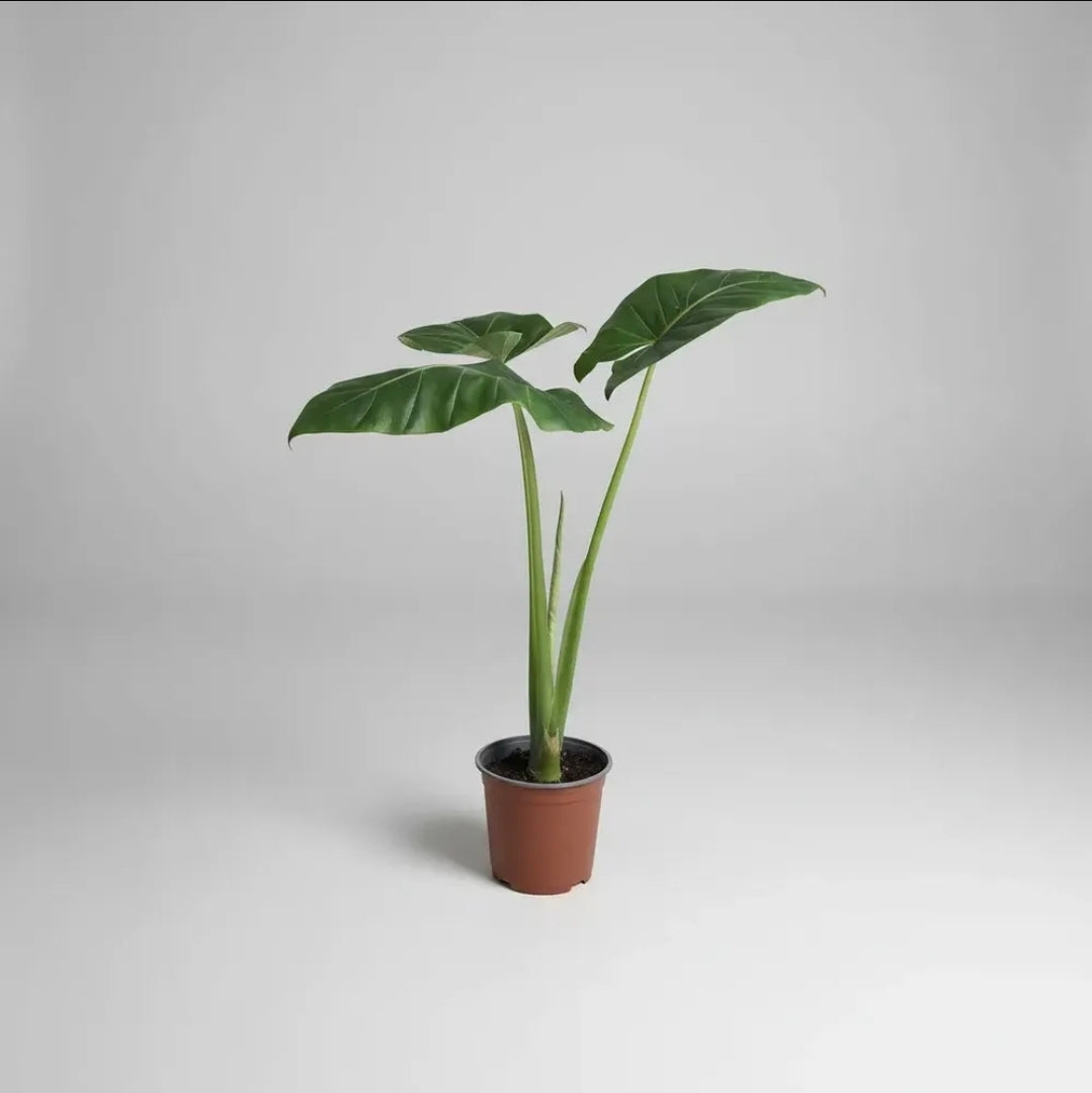 Alocasia Manto De Eva 40cm