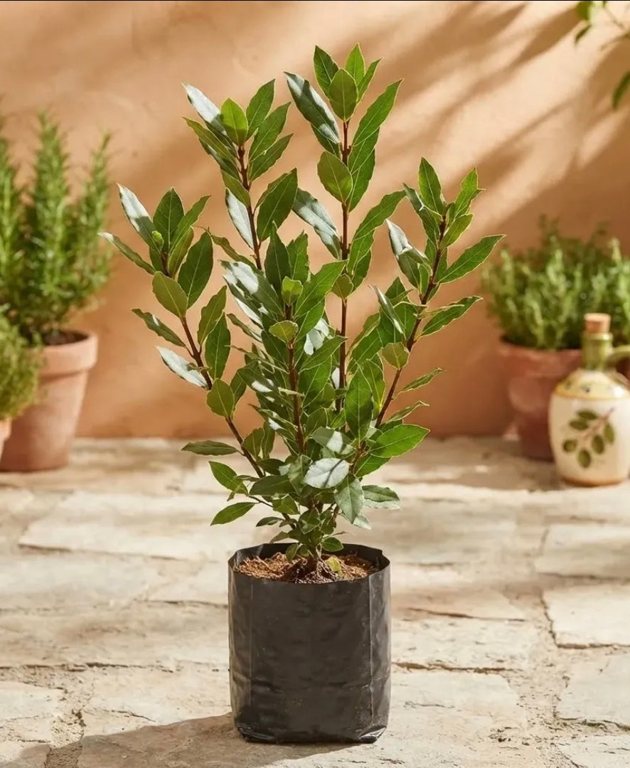 Árbol De Laurel (laurus Nobilis) Planta Aromática Comestible