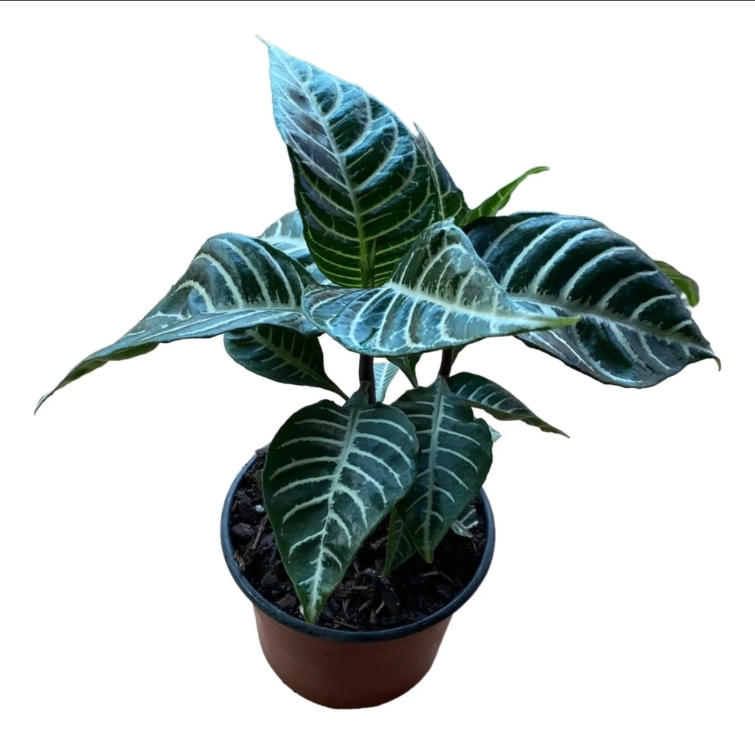 Afelandra/aphelandra planta exótica
