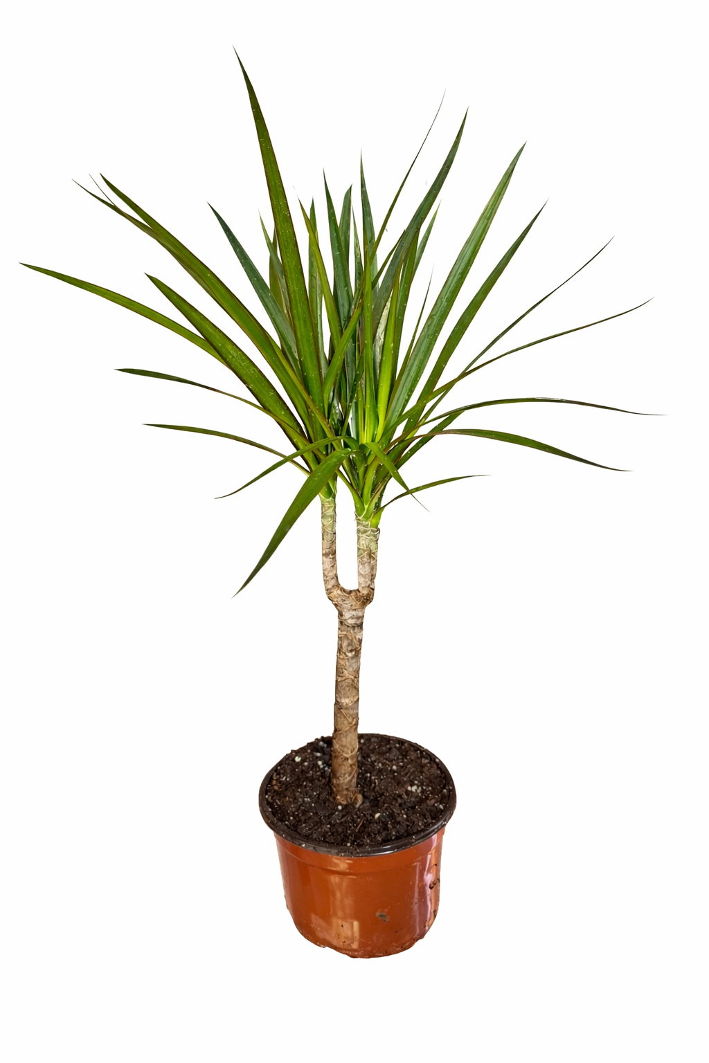 Dracena marginata pequeña