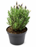 Lavanda Stoecha Grande