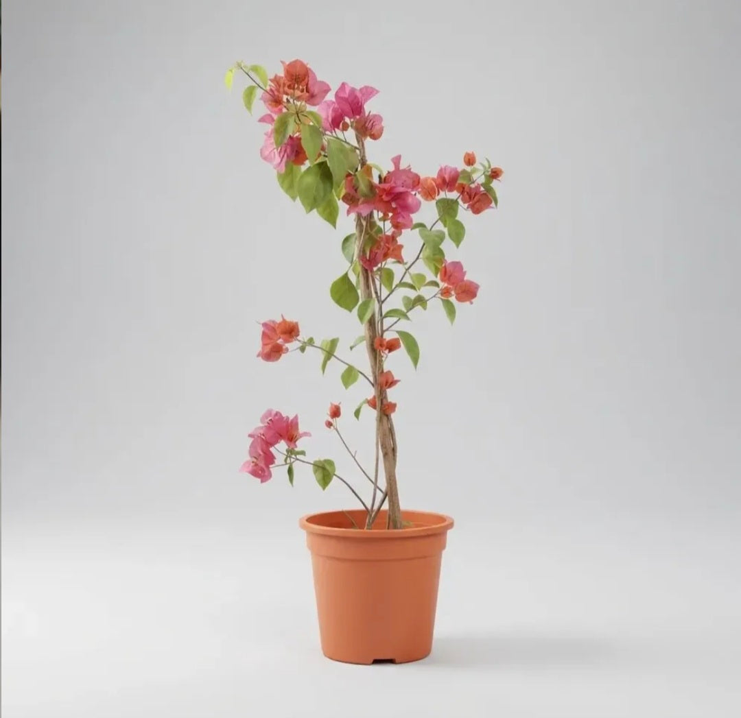 Bugambilia Pequeña Planta Trepadora Fucsia
