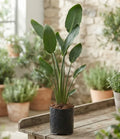 Strelitzia Reginae | Planta del Pájaro Grande