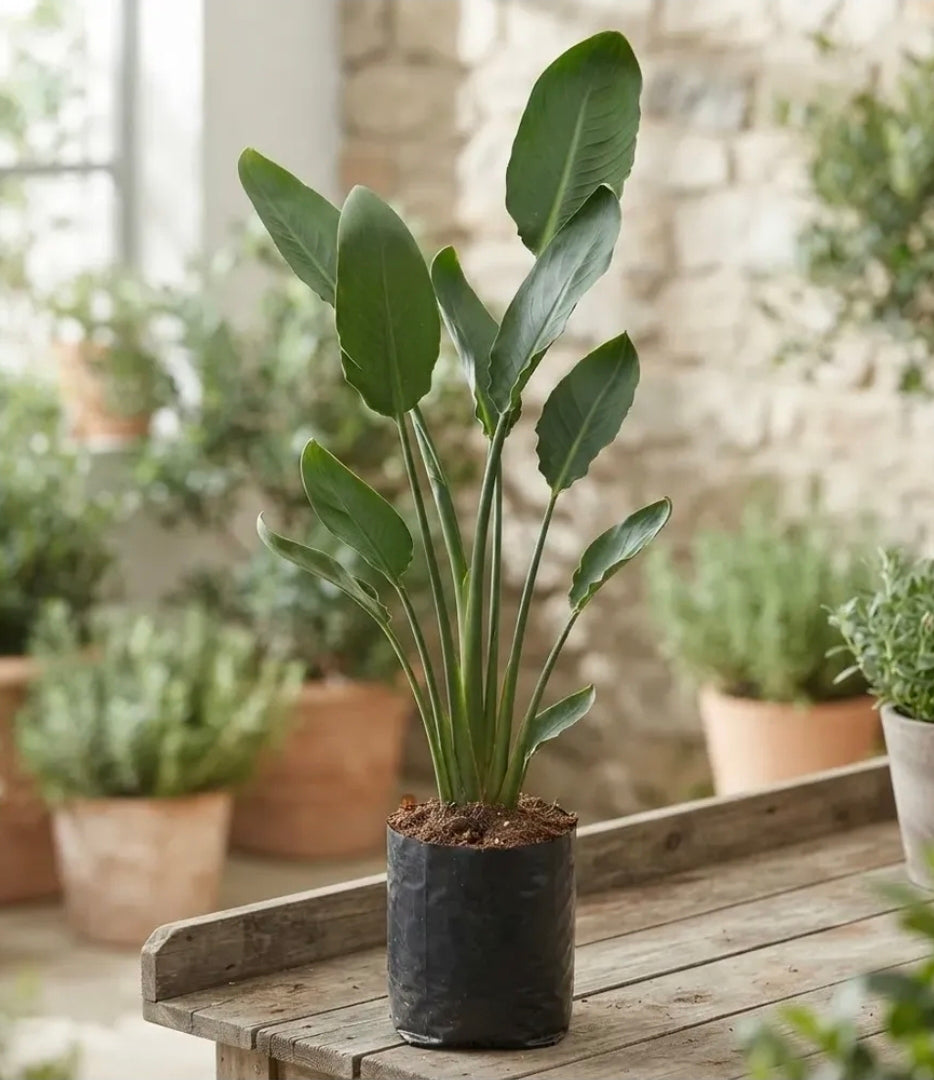 Strelitzia Reginae | Planta del Pájaro Grande