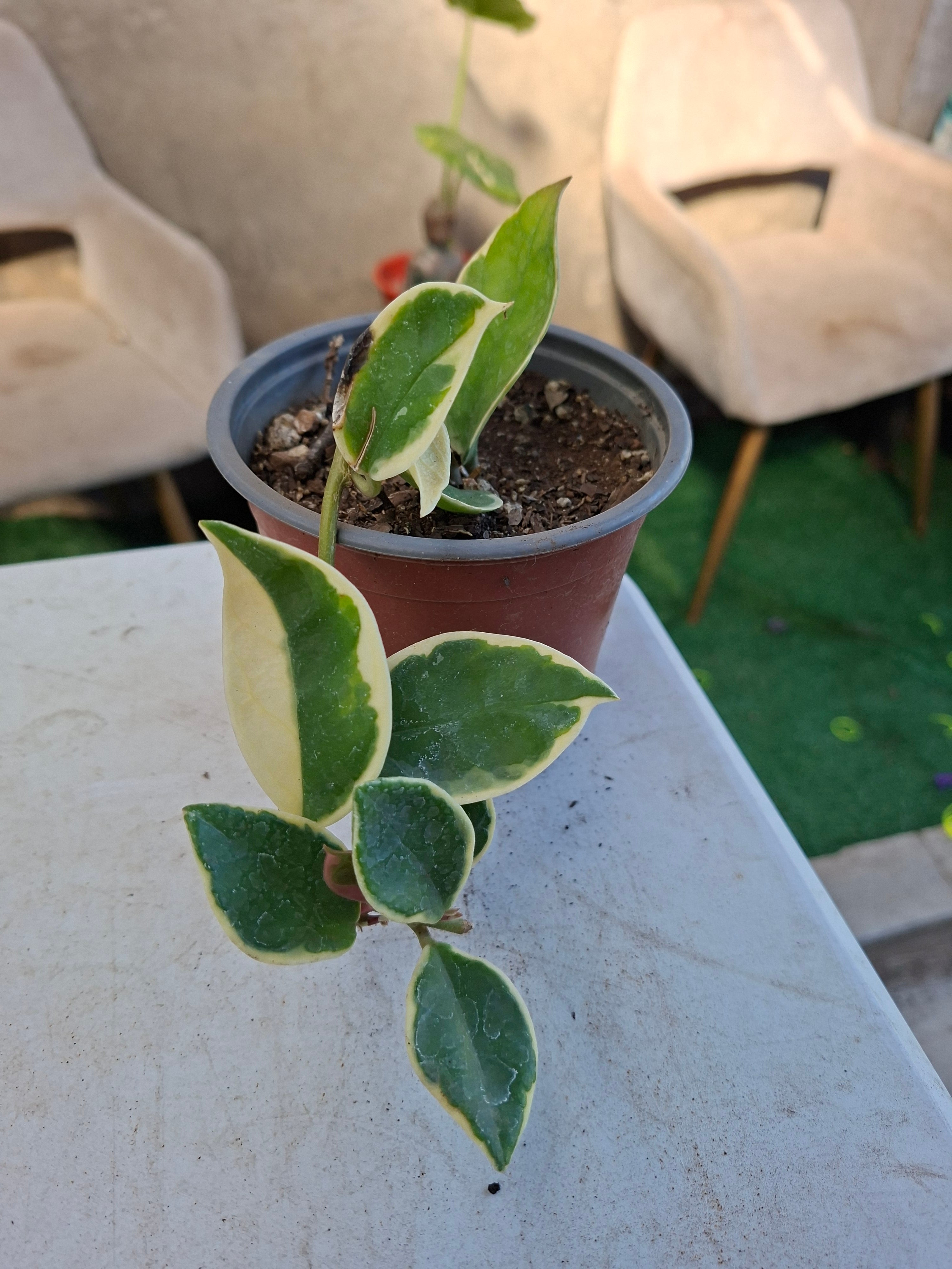 Clepia Variegada