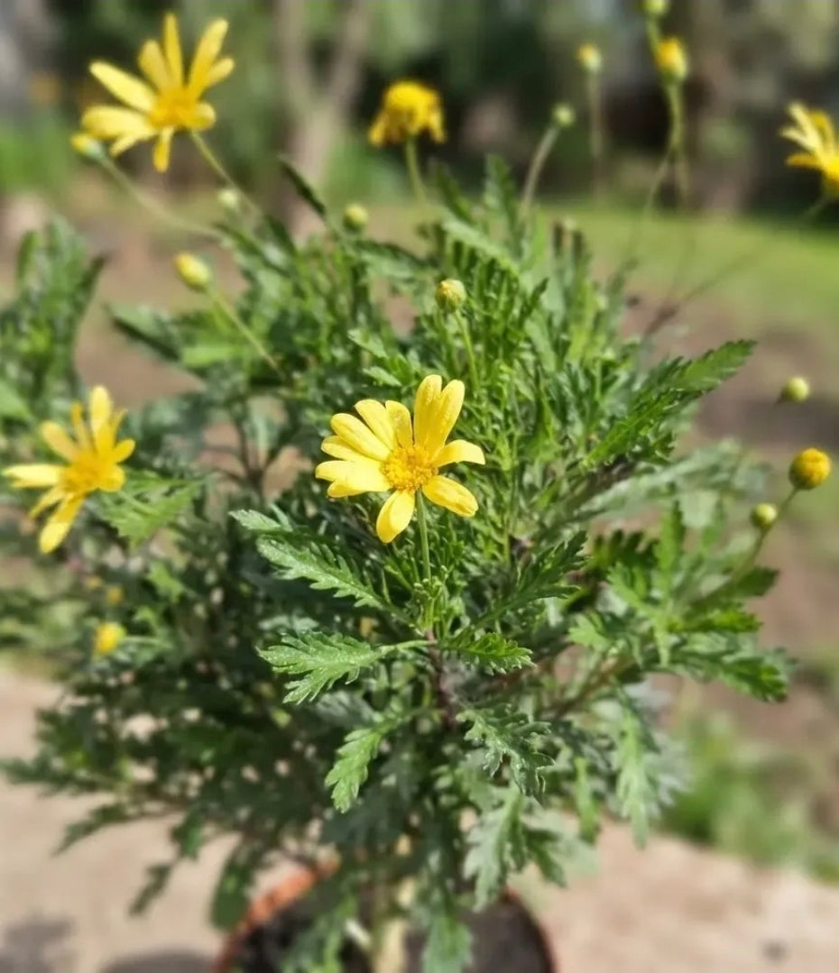 Paquerette Arbusto Ornamental Amarillo