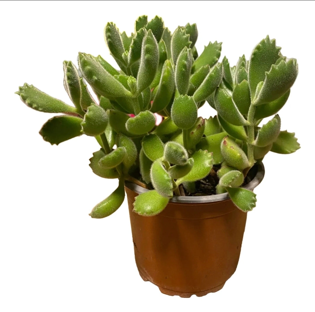 Cotyledon tomentosa
