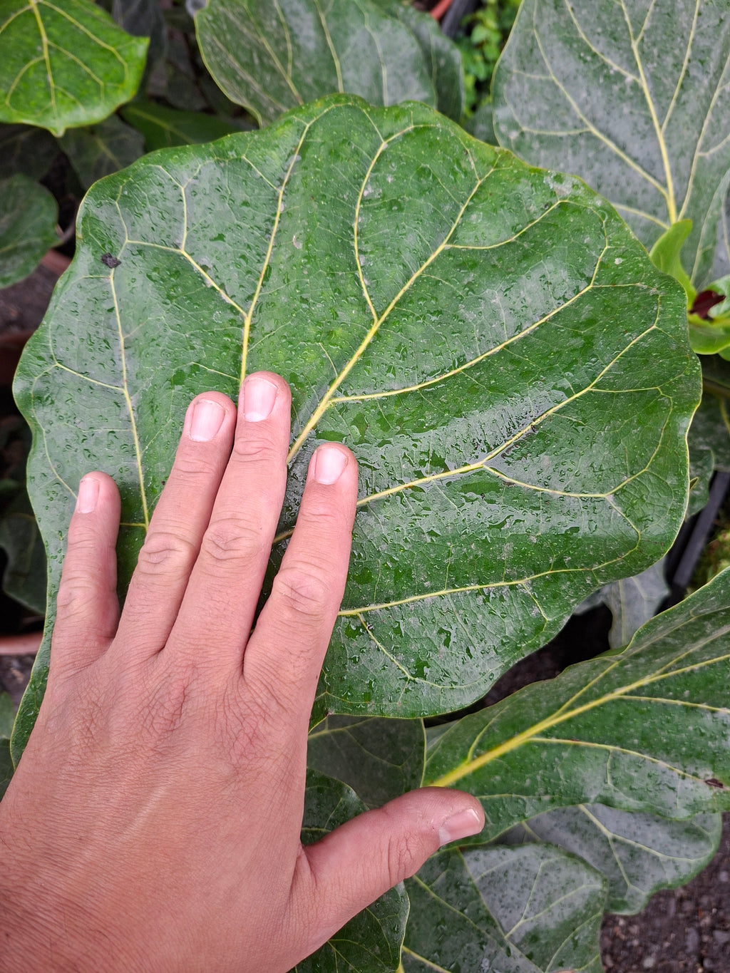 Ficus Lyrata Ramificado / Gomero Pera Grande 70cm