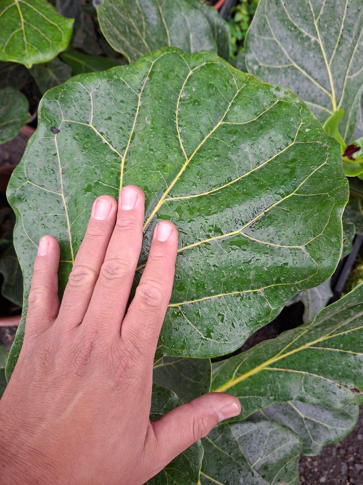 Ficus Lyrata Ramificado / Gomero Pera Grande 70cm