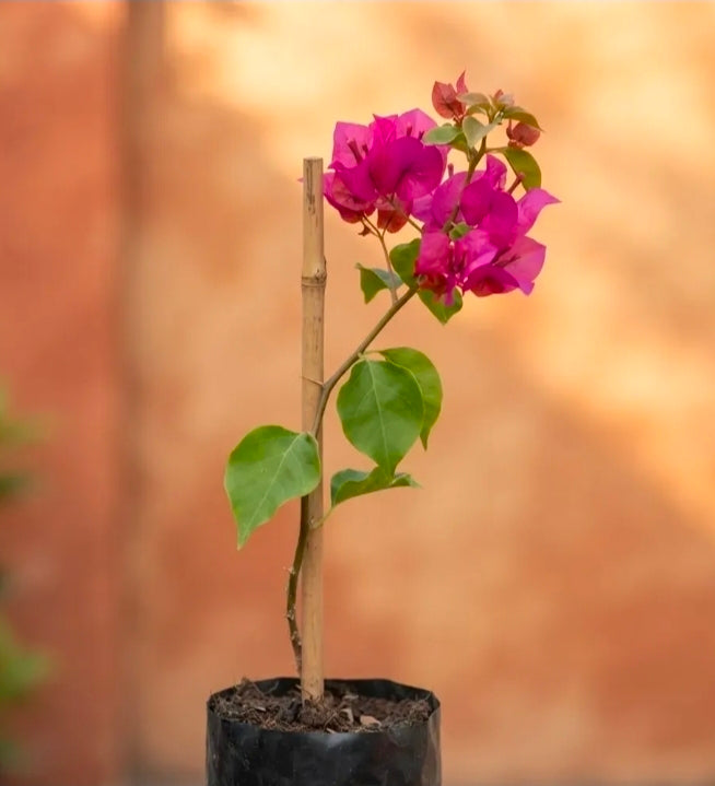 Bugambilia Pequeña Planta Trepadora Fucsia