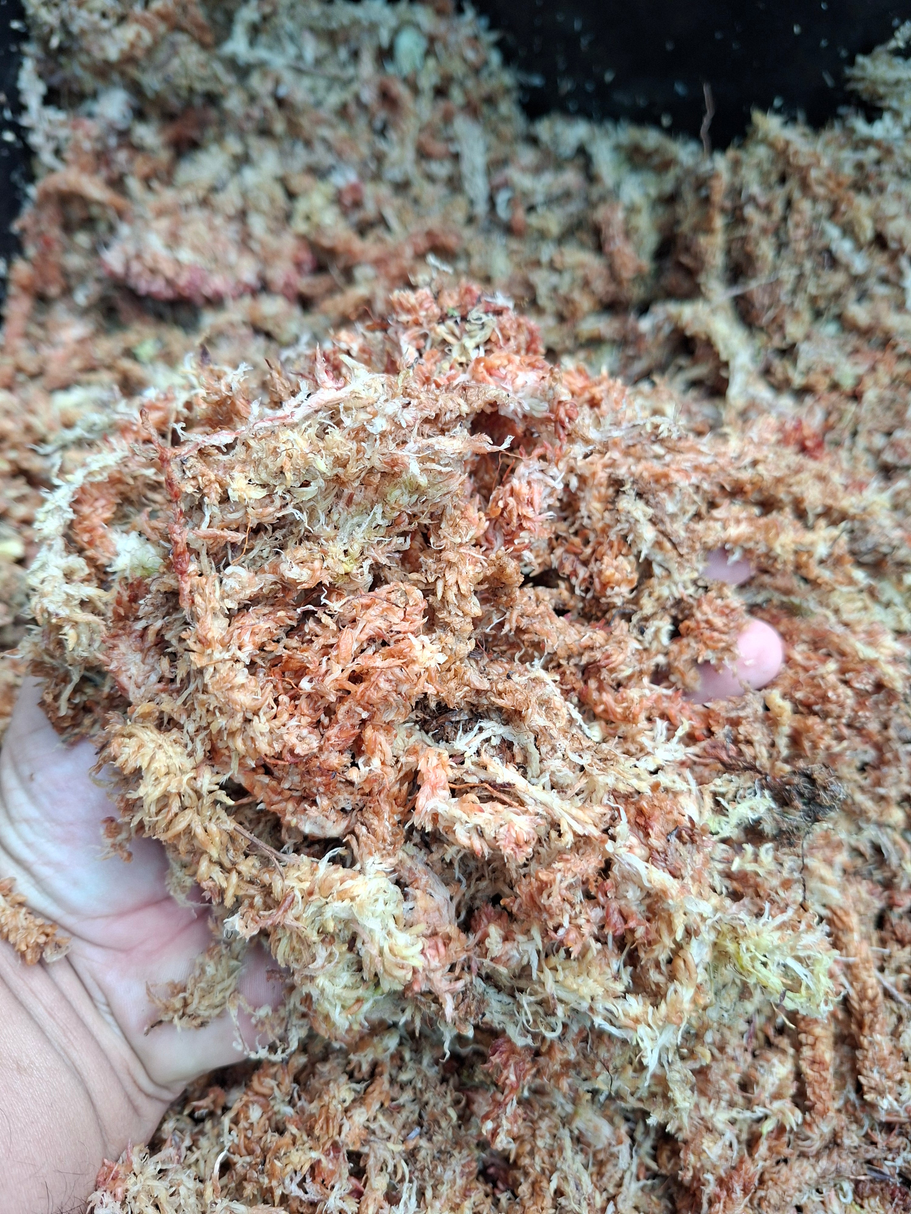 Bloque musgo sphagnum rinde 12 litros