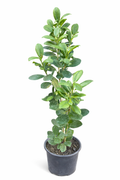 Ficus Moclame 50cm