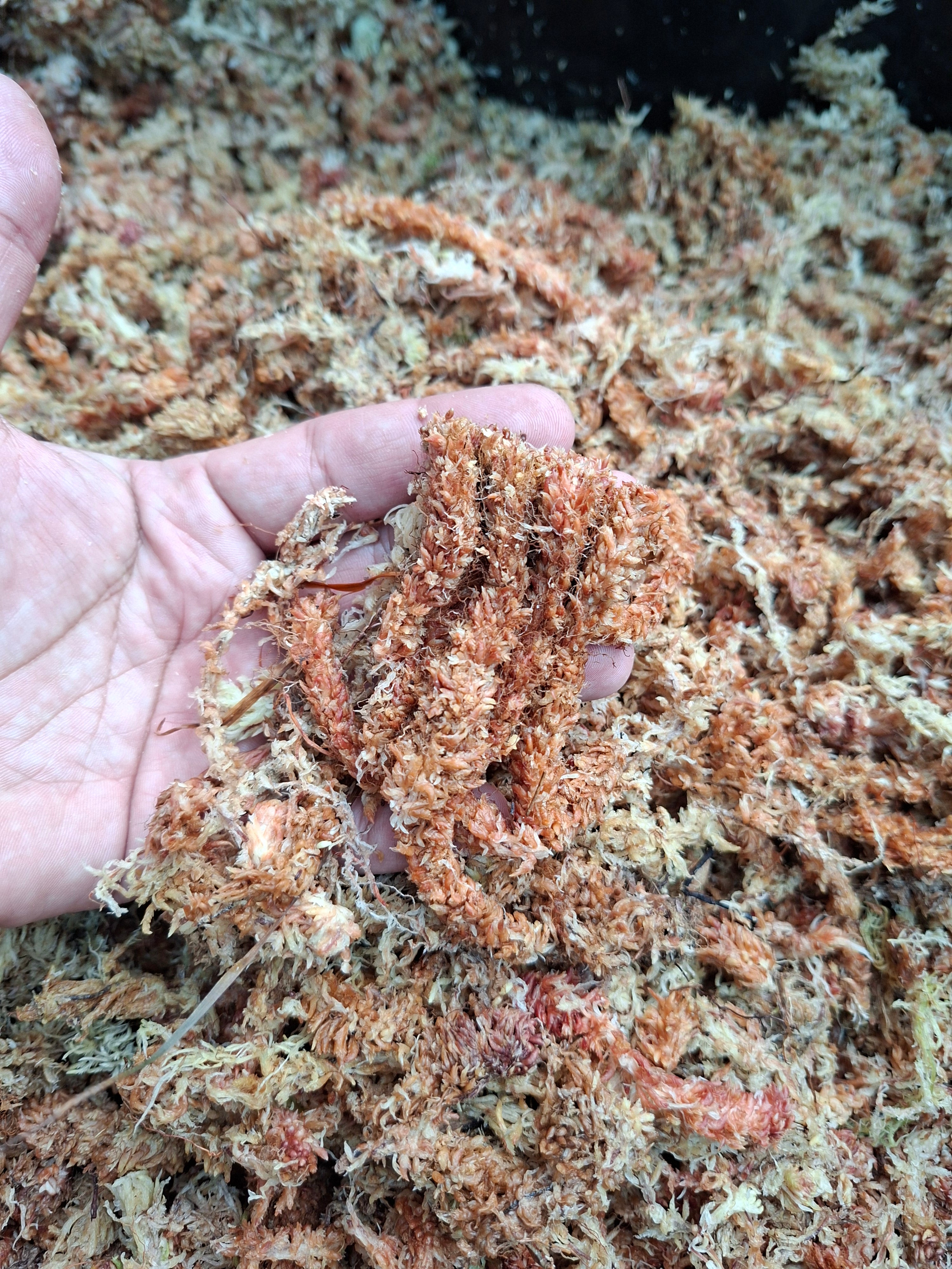 Bloque musgo sphagnum rinde 12 litros